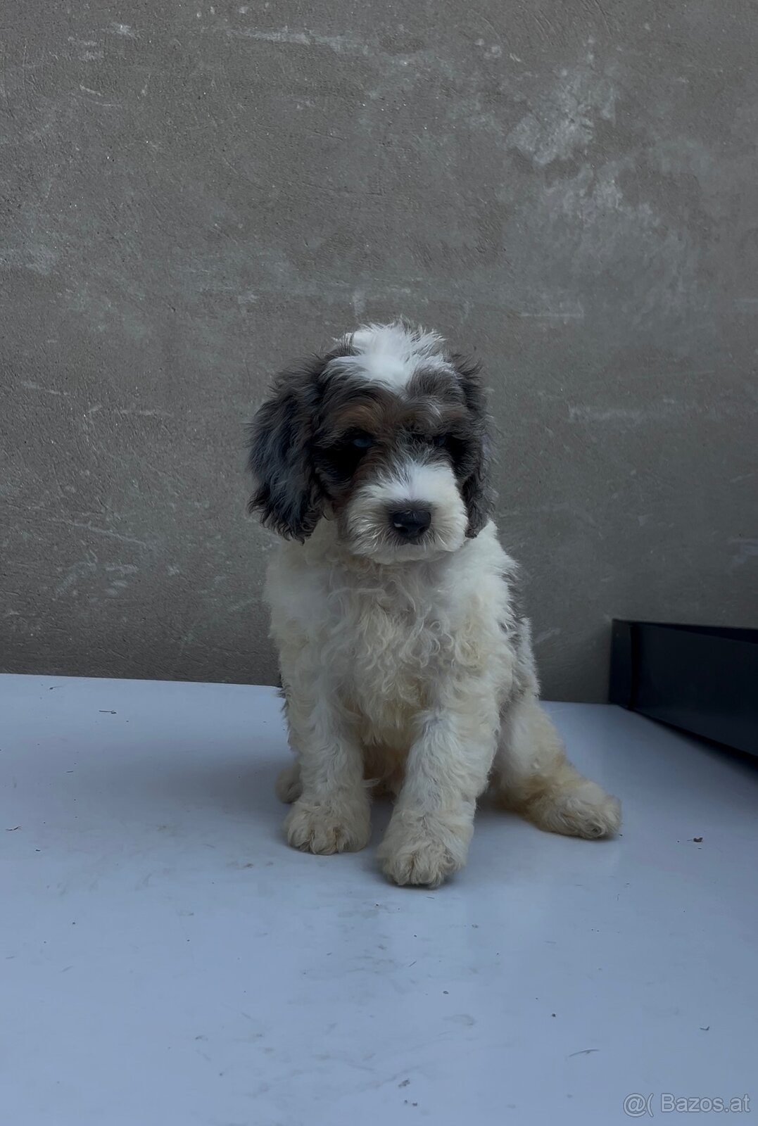 Cockapoo - 2