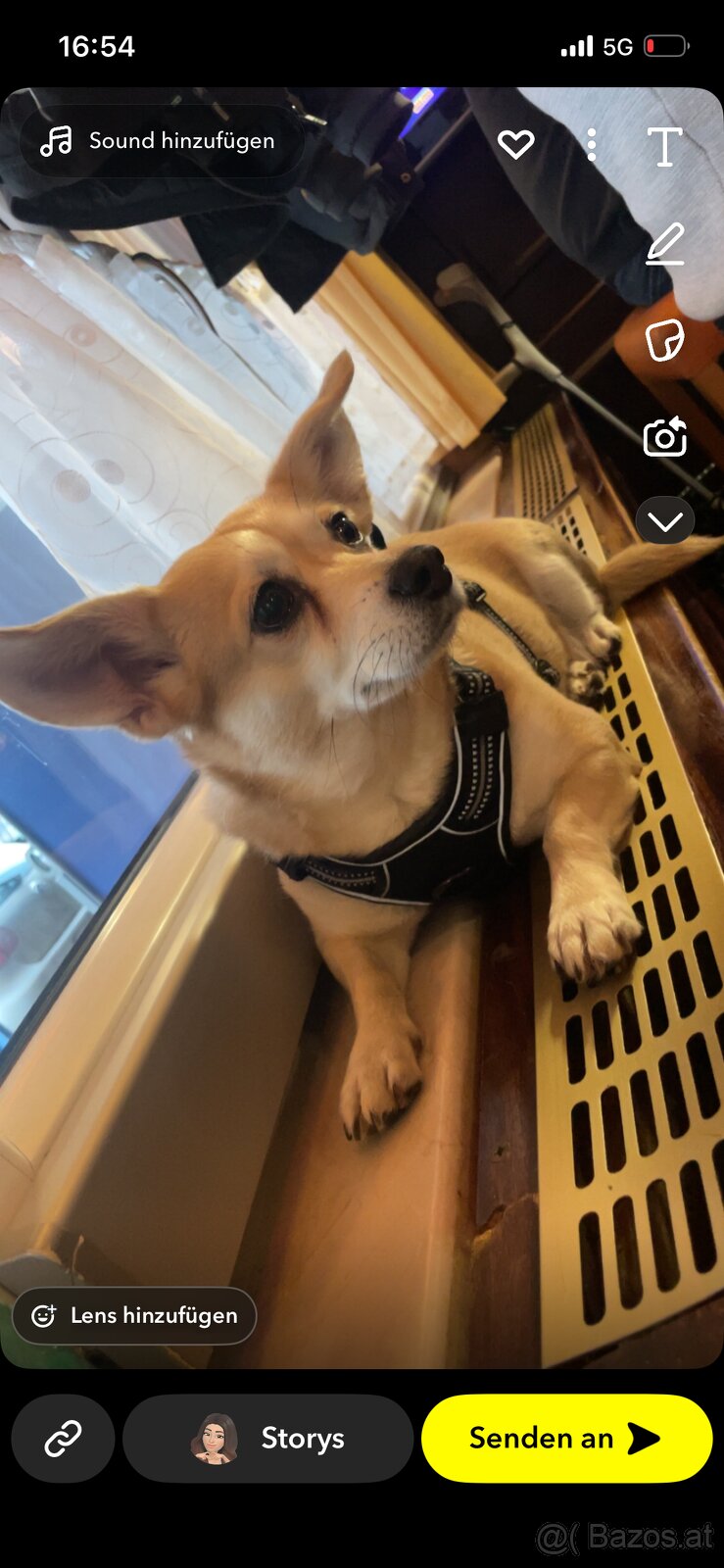 Hund zu verschenken - 2