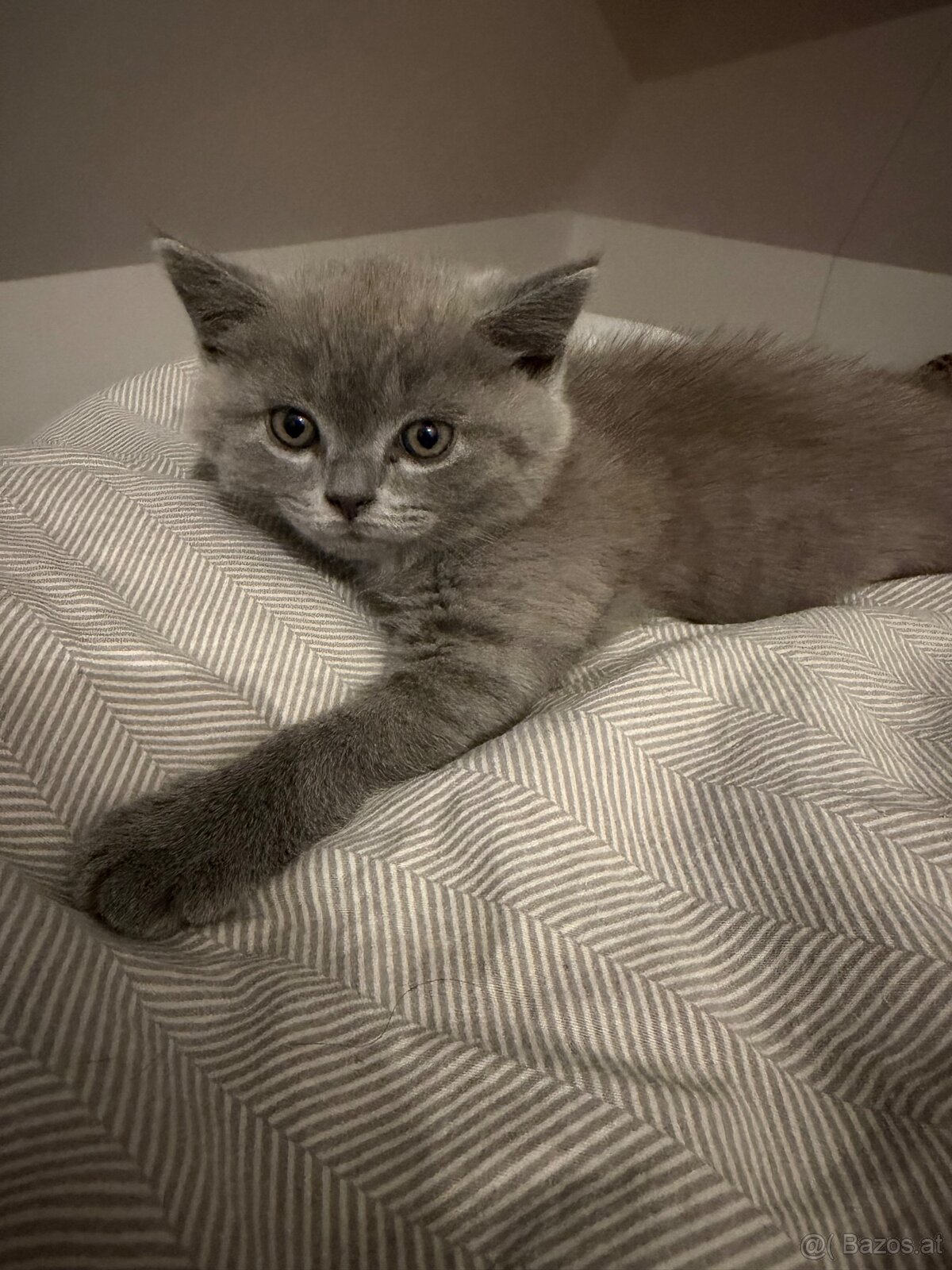 BKH Kitten - 2