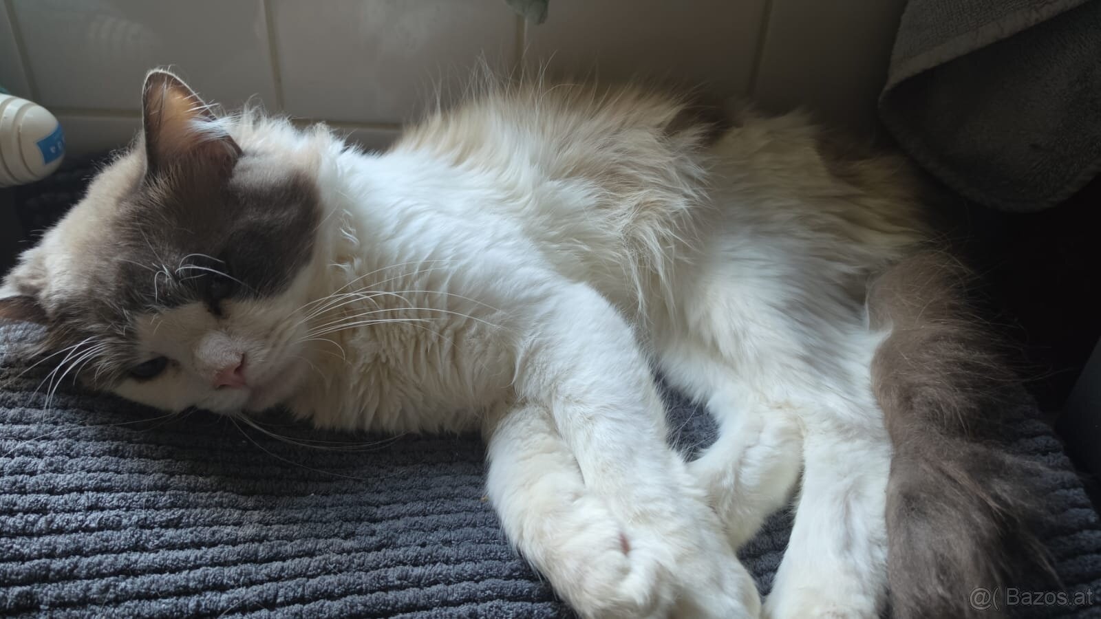 Ragdoll - 2