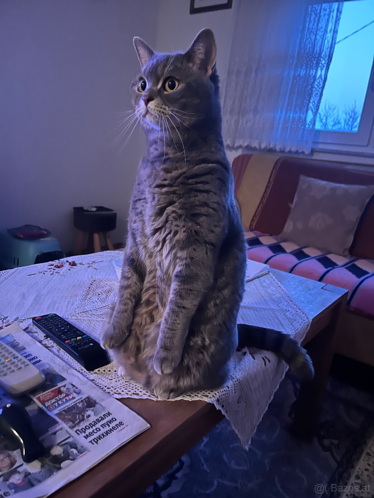 Britischmix Katze - 2