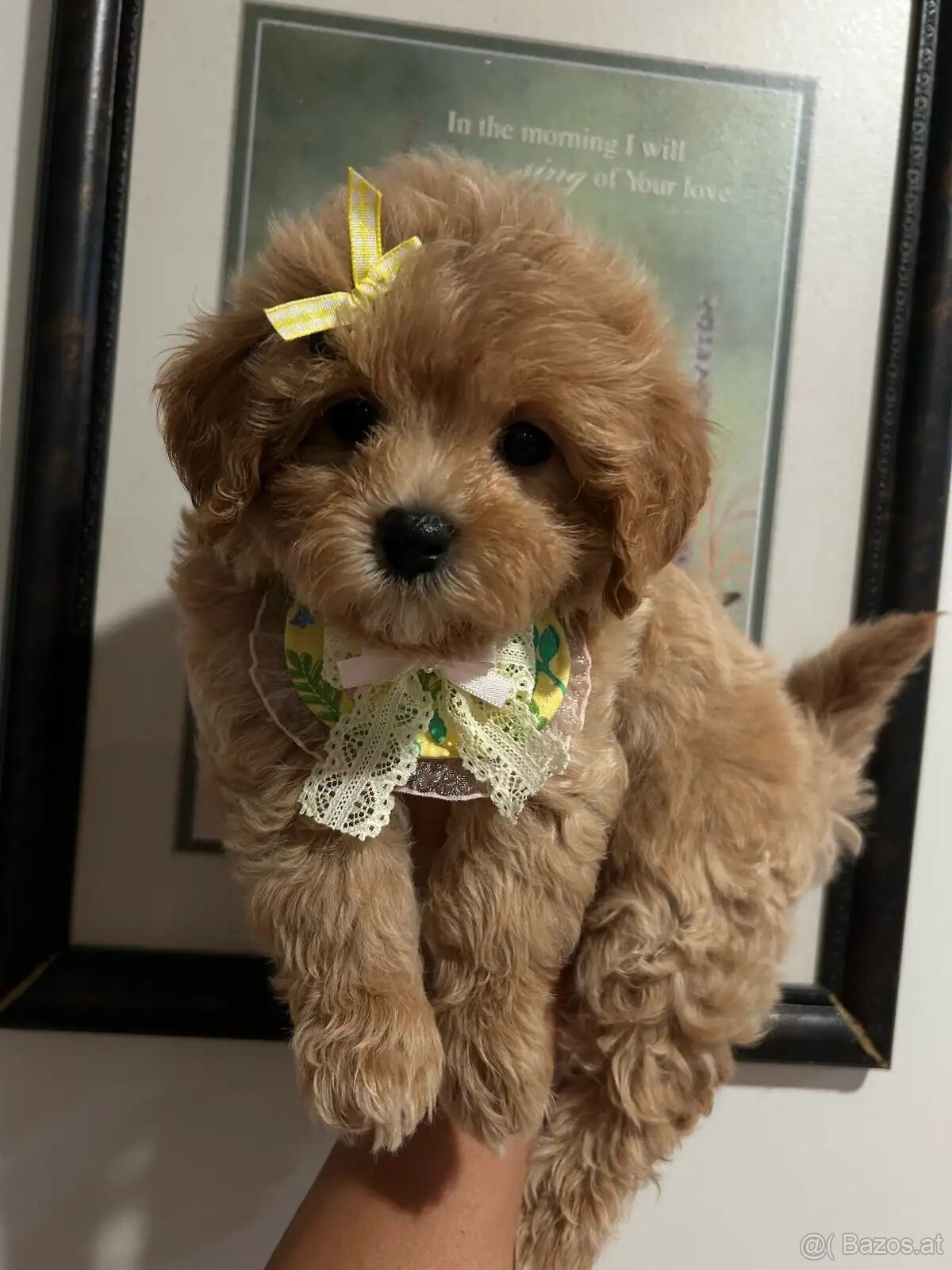 Bezaubernde Maltipoo-Welpen - 2
