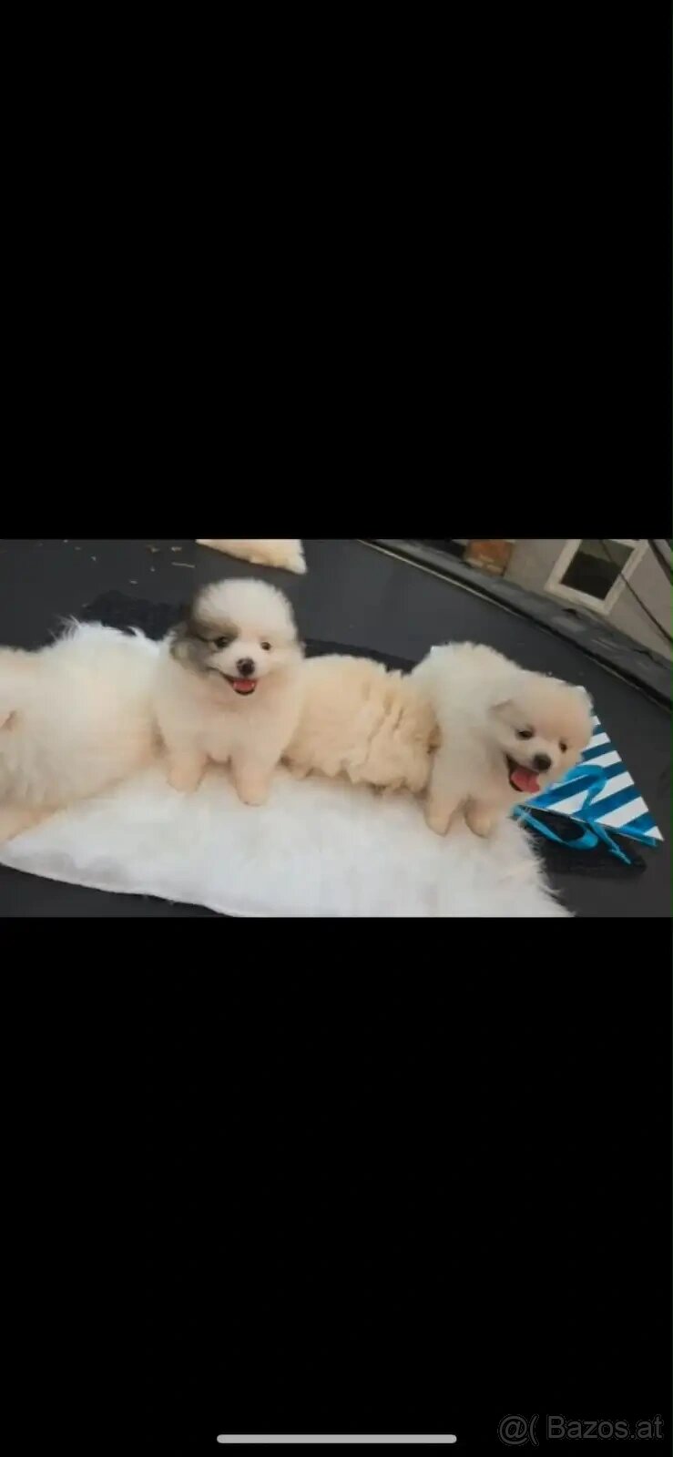 Bezaubernde Zwergspitz-pomeranian welpen - 2