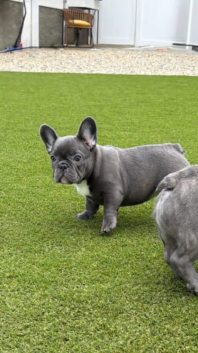 Französische Bulldoggenwelpen - 2