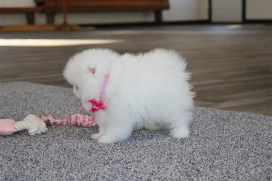 Pomeranian Zwergspitz Boo Welpen - 2