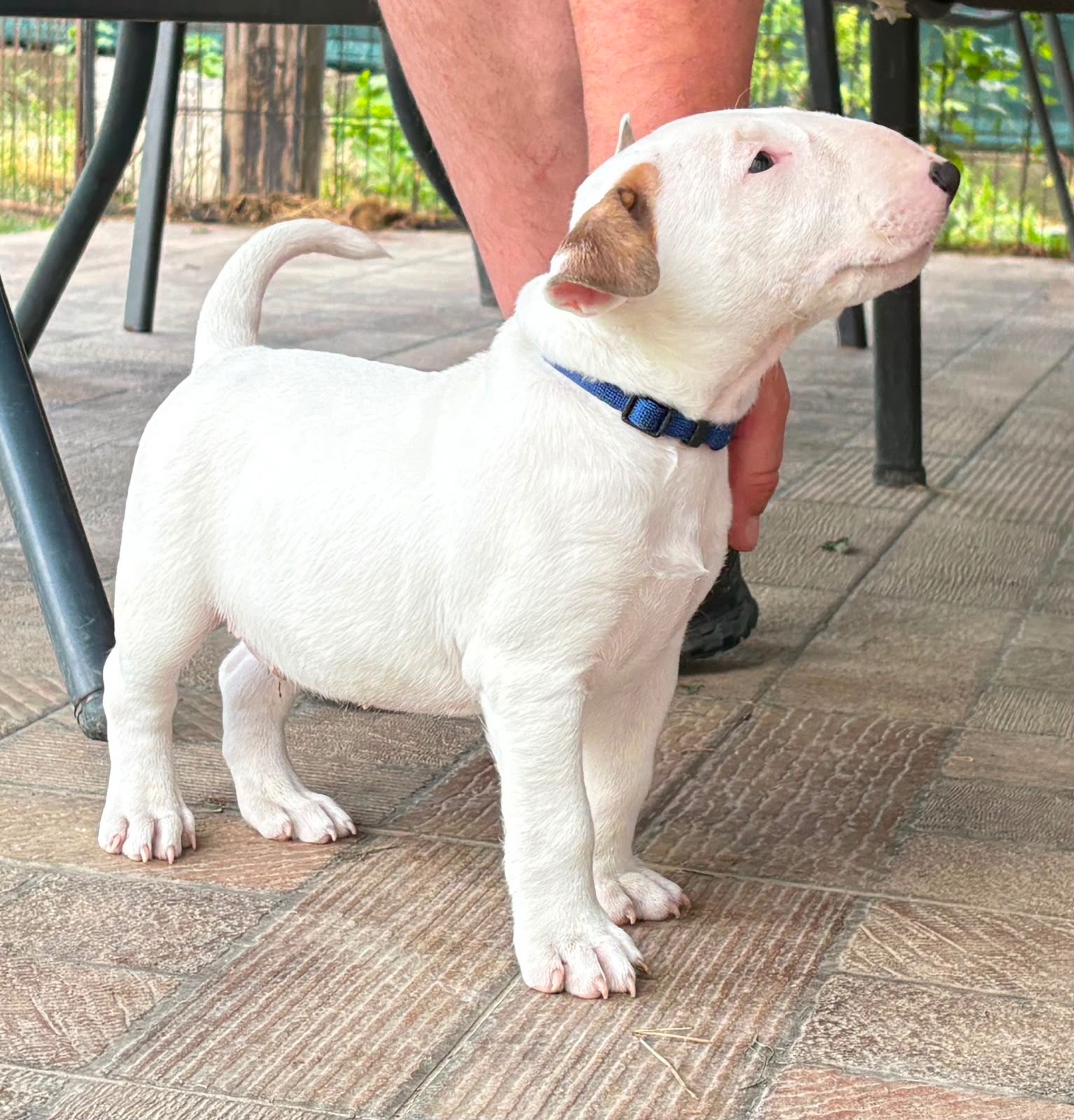 Bullterrier - 2
