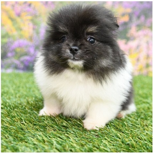 Pomeranian ZwergSpitz Teddy Welpen - 2