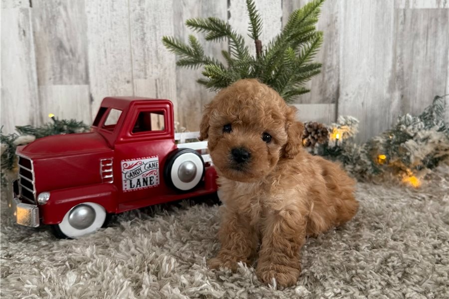 Maltipoo Welpen suchen liebevolles Zuhause - 2