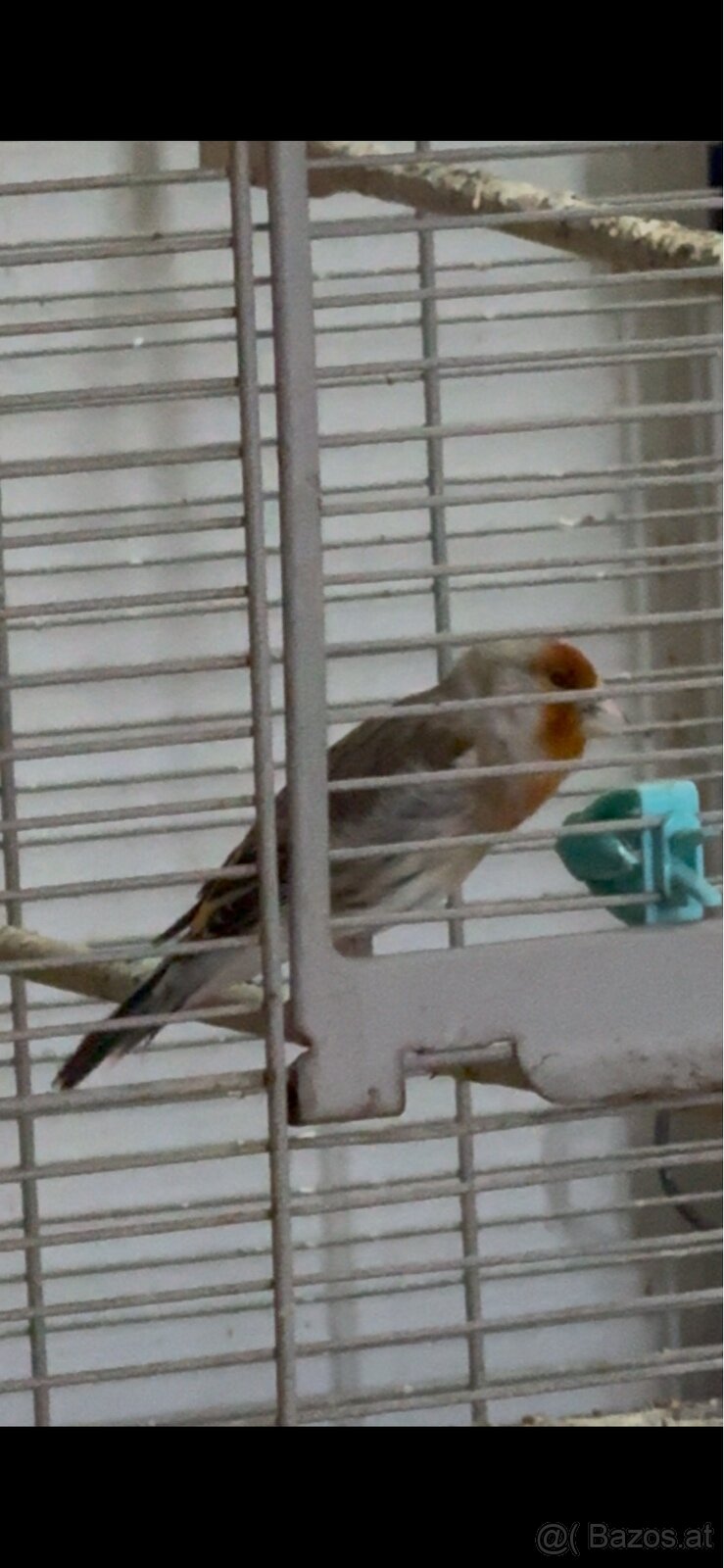 Bastarde Stieglitz - 2