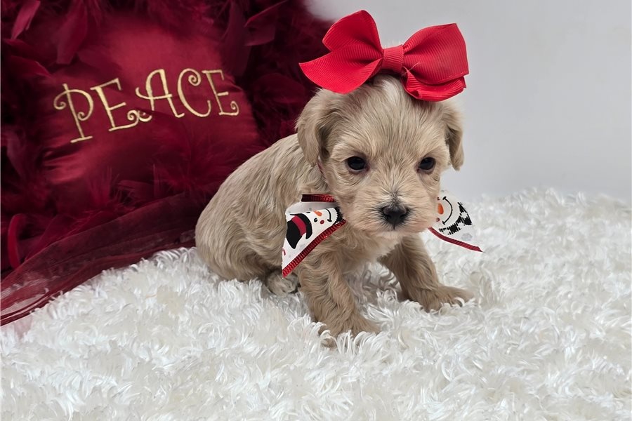Maltipoo Welpen - 2