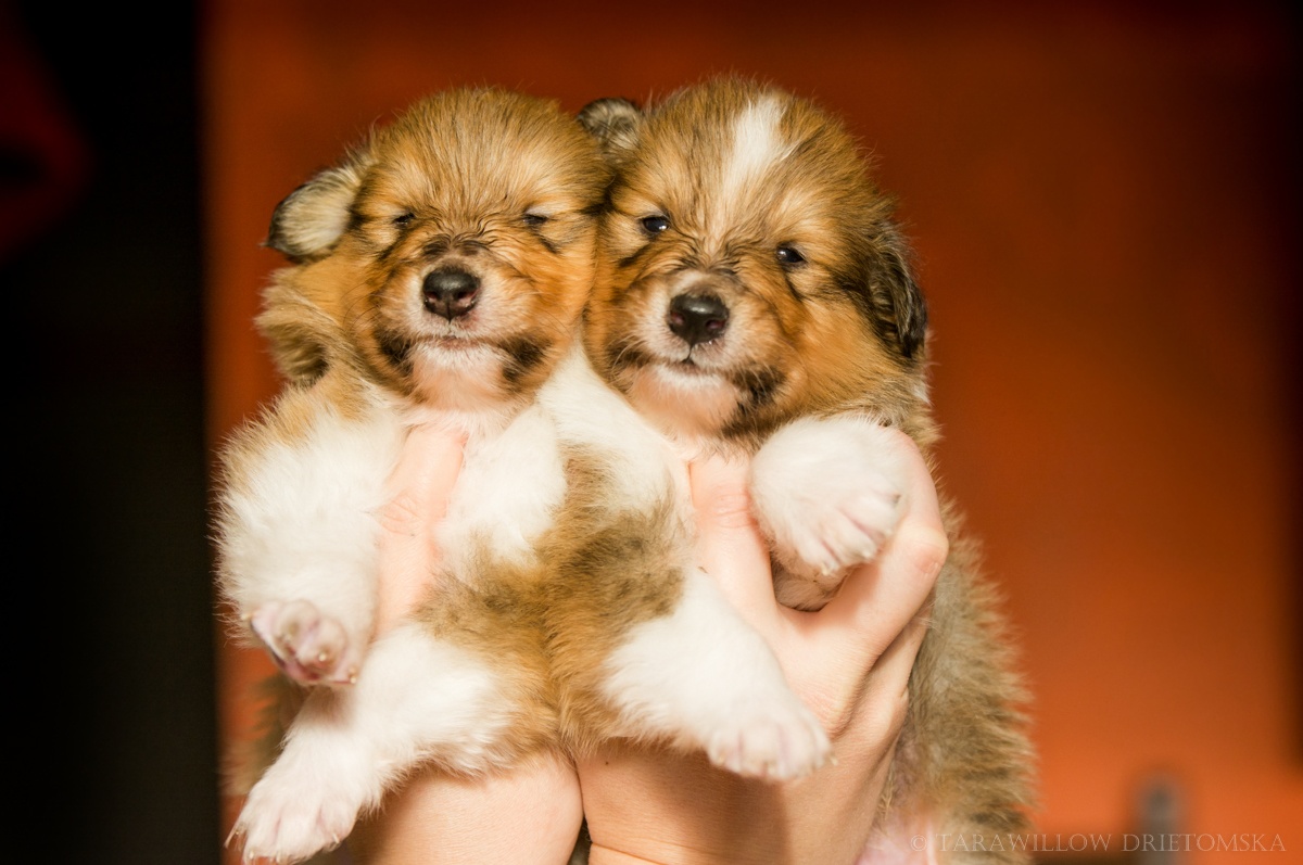 Collie Langhaar Welpen (FCI Stammbaum) - 2