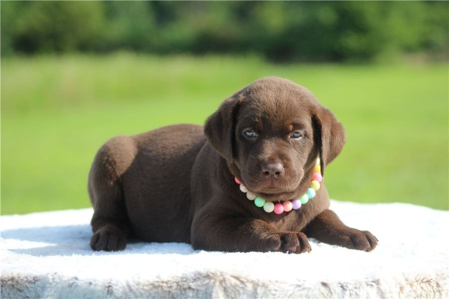Süße Labrador Welpen mit Papieren - 2