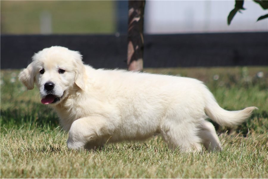 Golden Retriever Welpen suchen Ihre Familie Welpen mit Ahne - 2