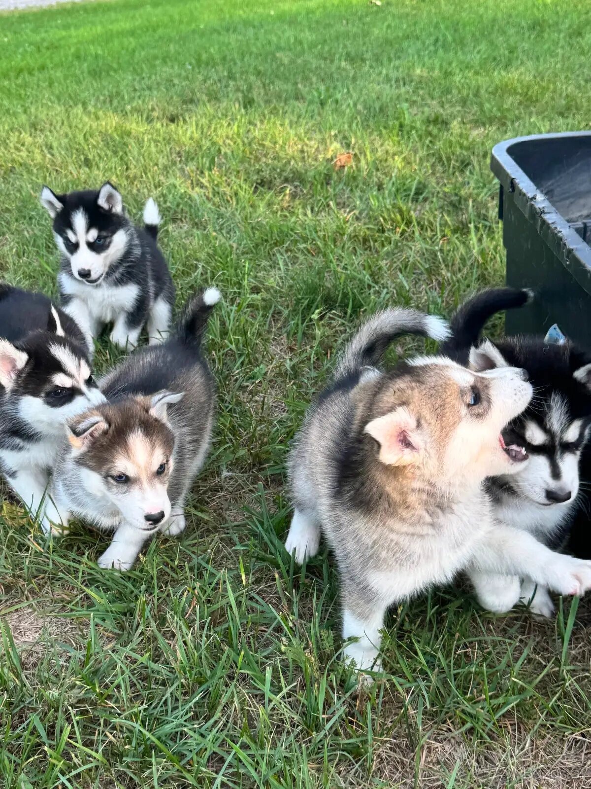 Siberian Husky Welpen - 2