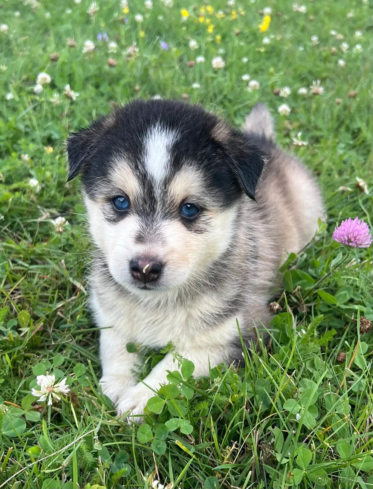 Wunderschöne Pomsky-Welpen abzugeben - 2