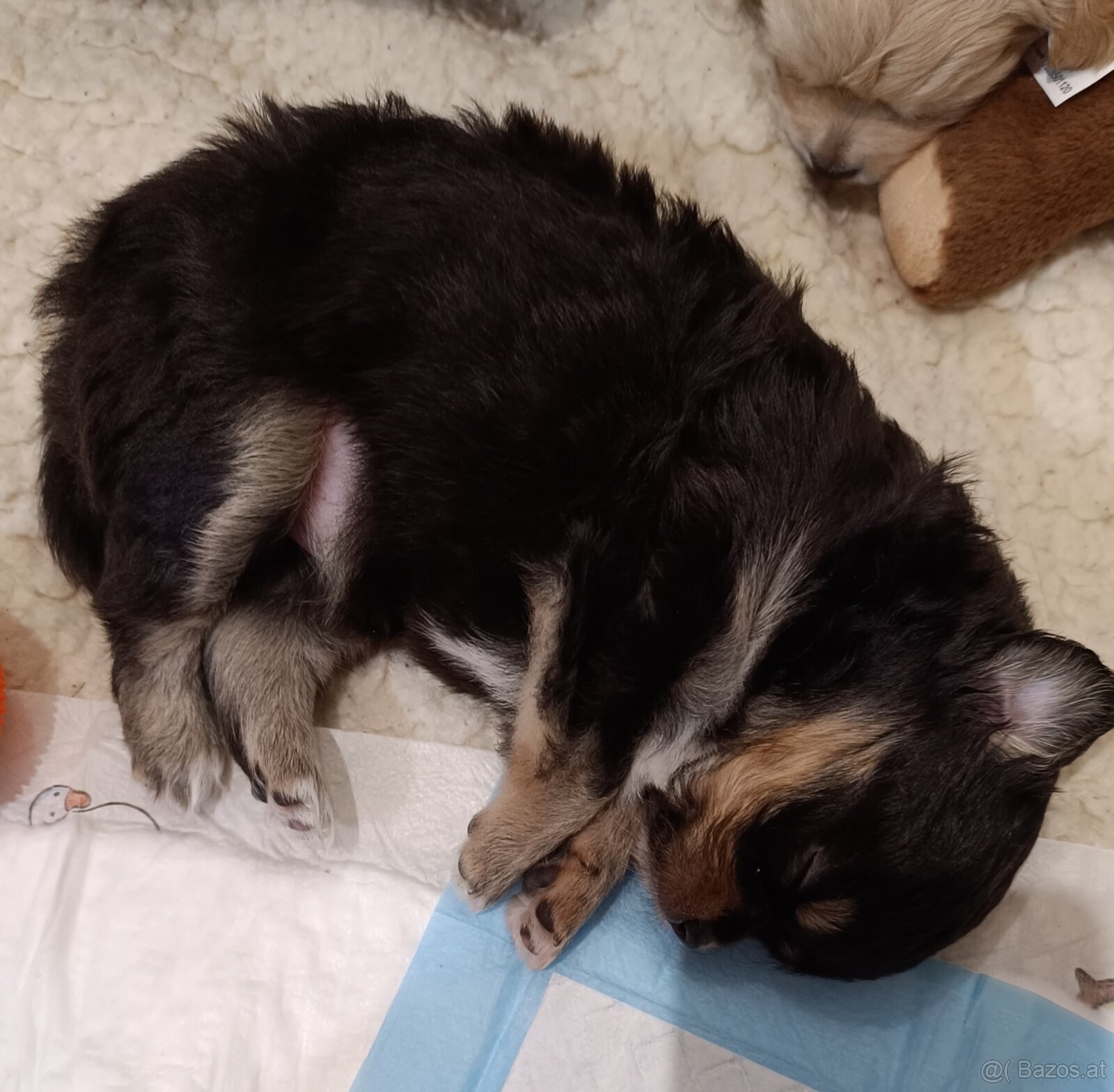 Süßes Chihuahua Mädchen - 2