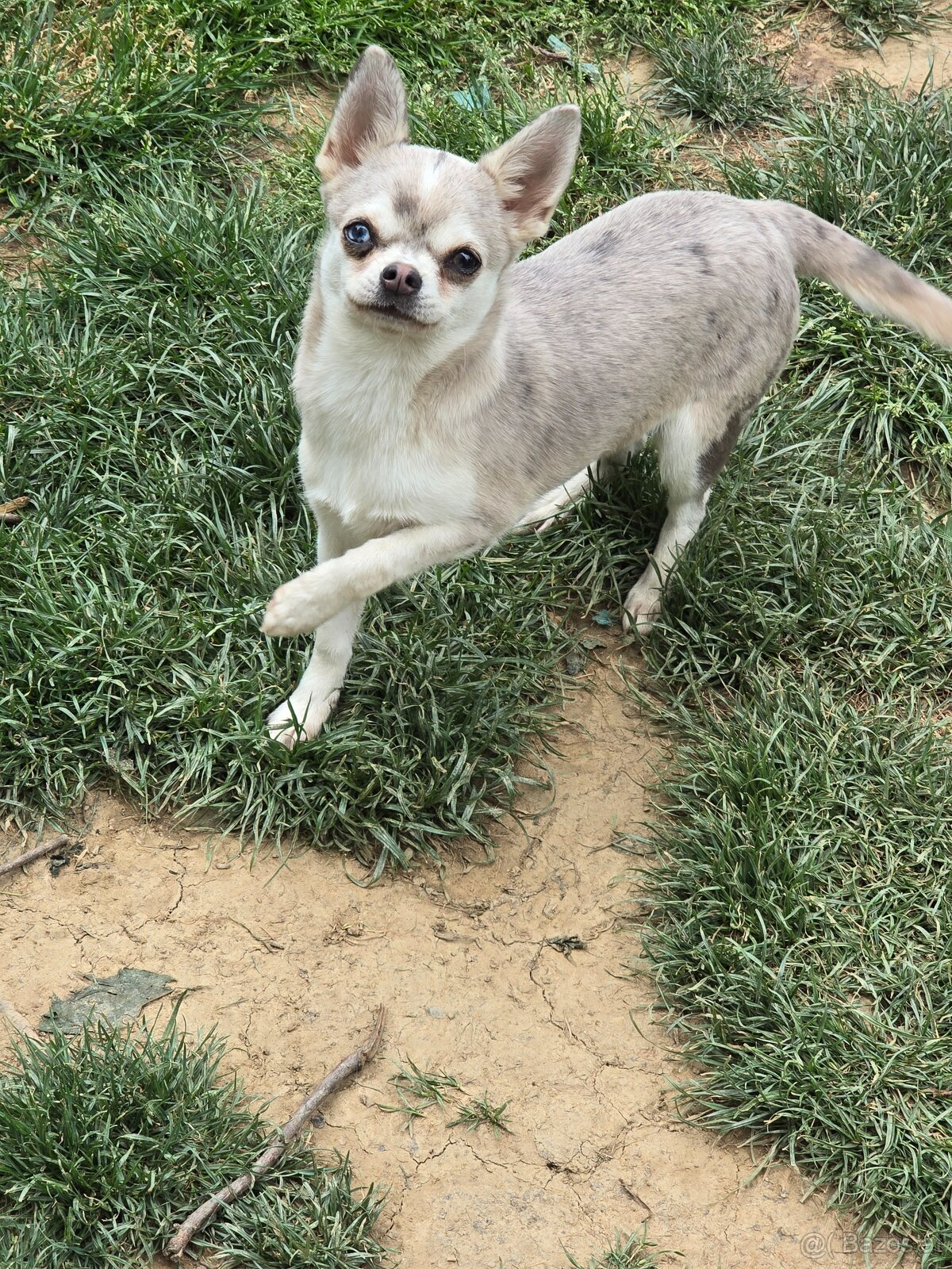 Chihuahua Hündin - 2