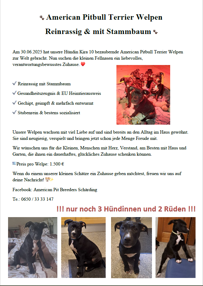 reinrassige APBT Welpen - 2