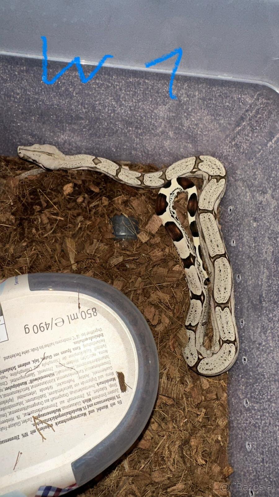 Boa constrictor Constrictor surinam - 2