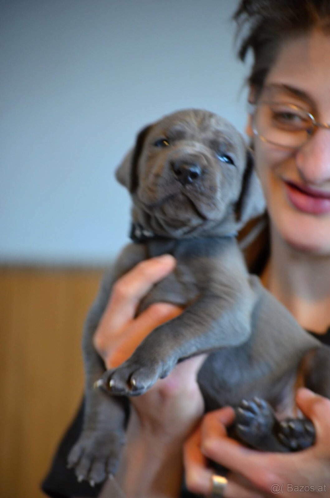 Deutche dogge blau FCI - 2