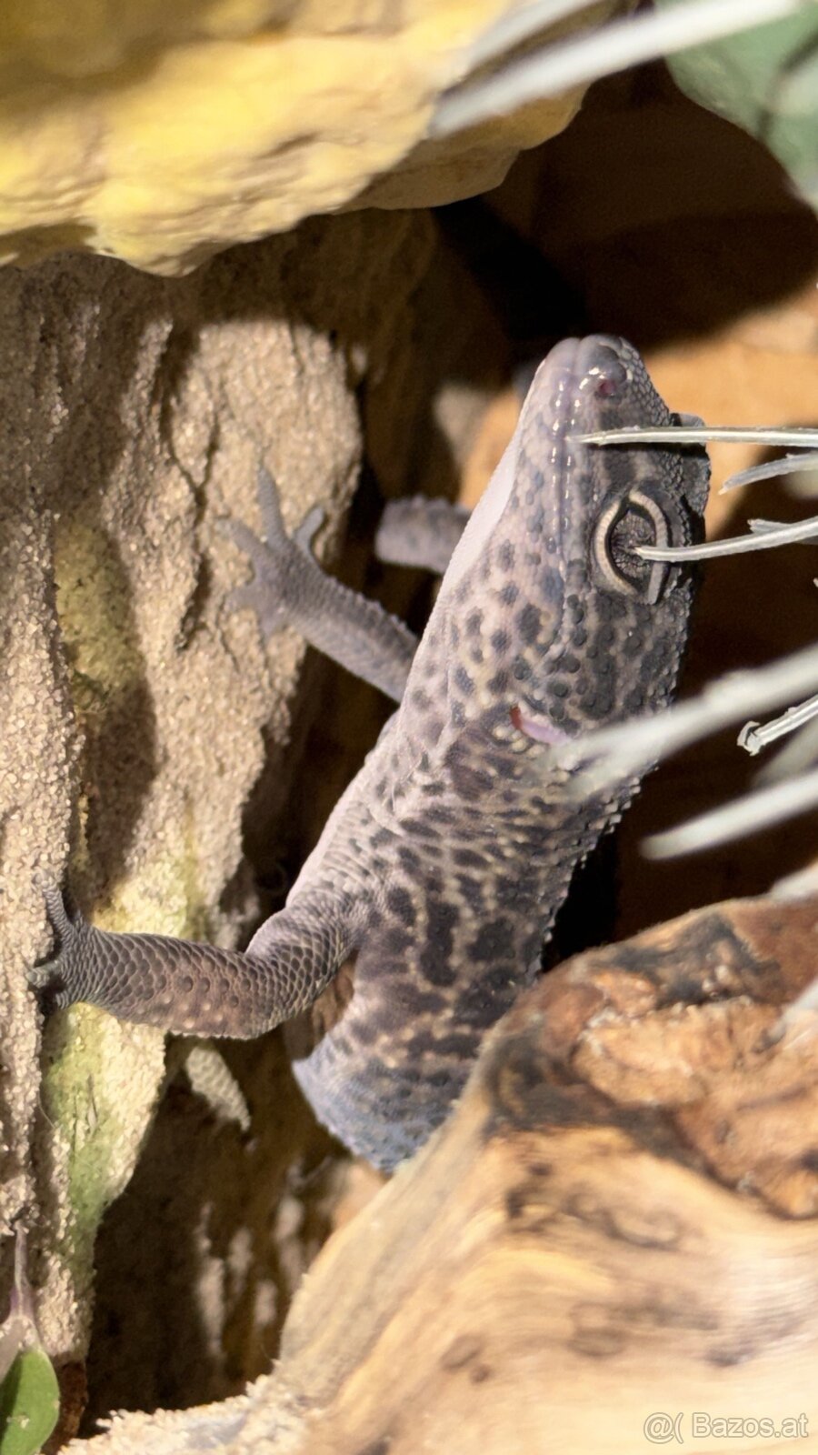 Leopardengecko Schwarz Dunkel - 2