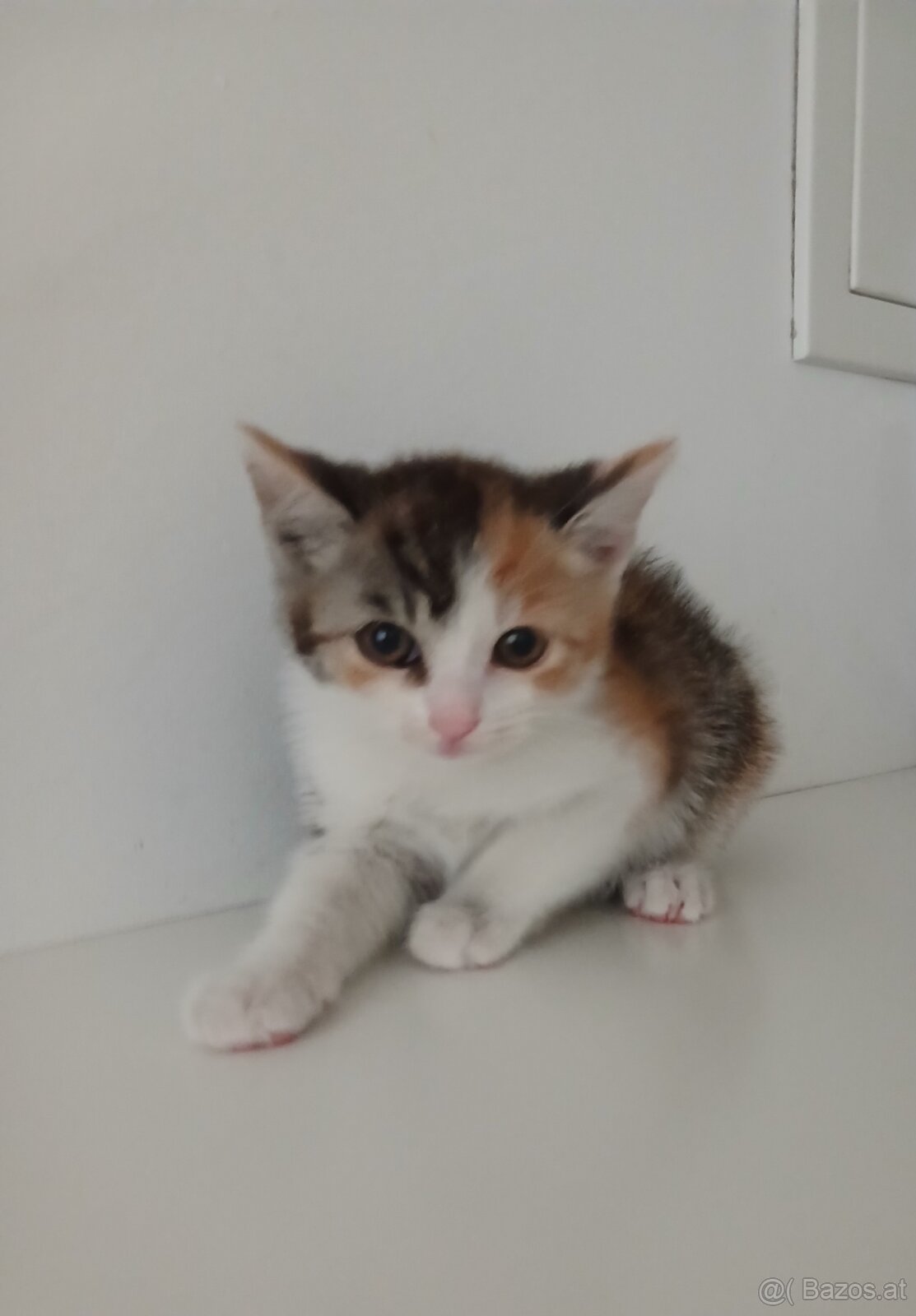 Dreifarbige kitten - 2