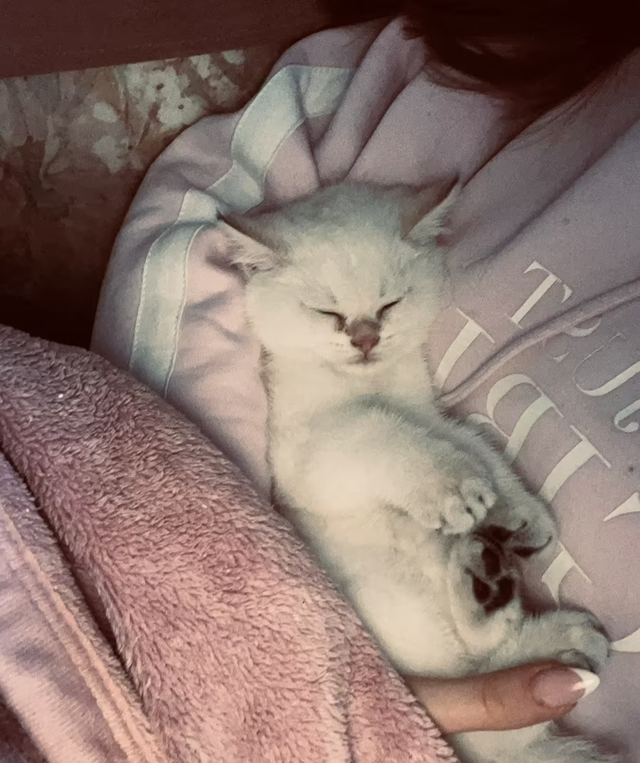 Kitten Mix - 2