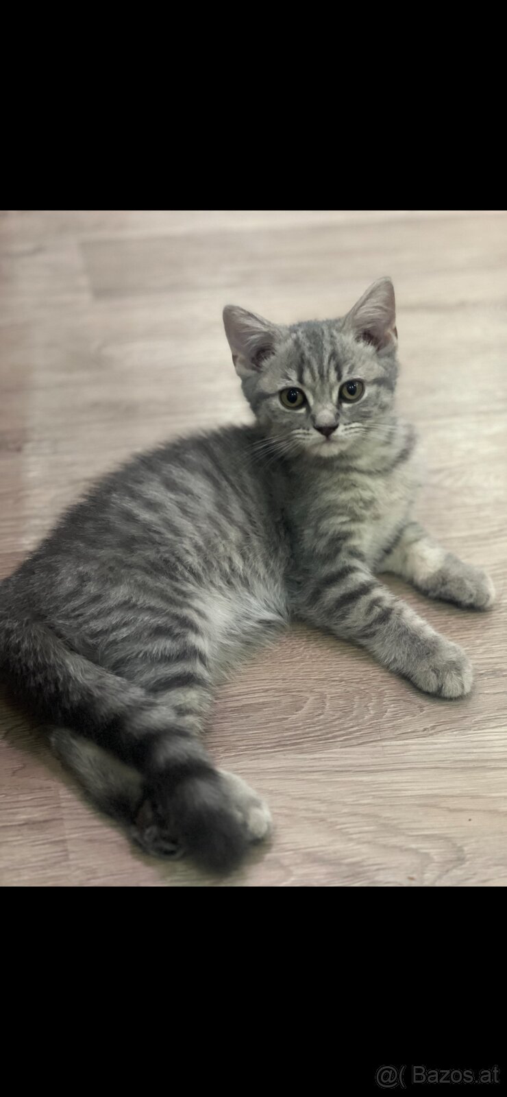 Bkh kitten - 2