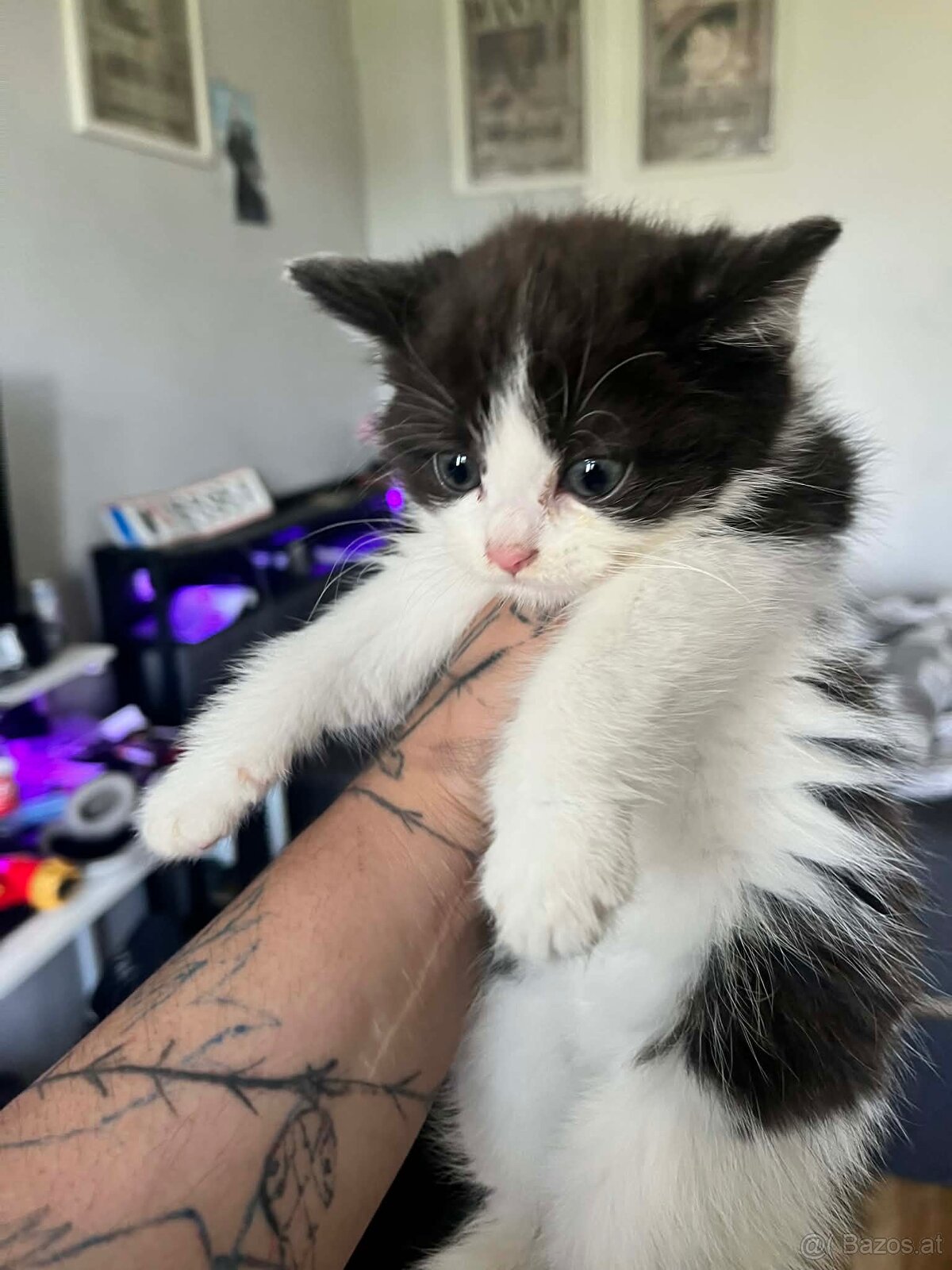 Bkh mix katzen - 2