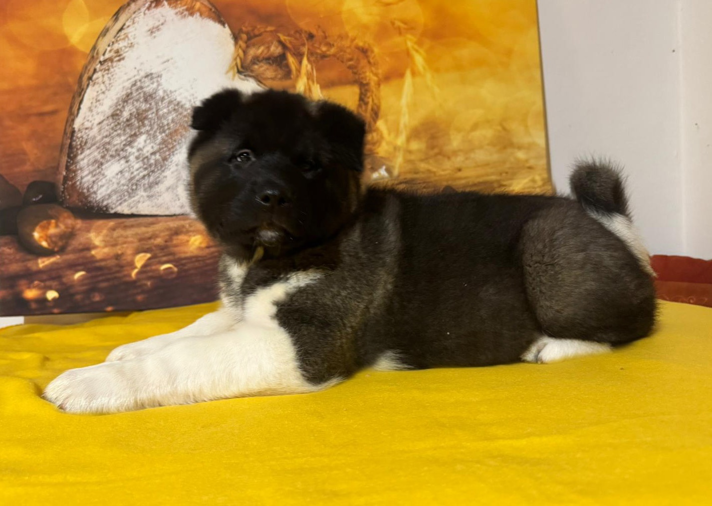 Amerikanischer Akita-Welpe mit Stammbaum - 2