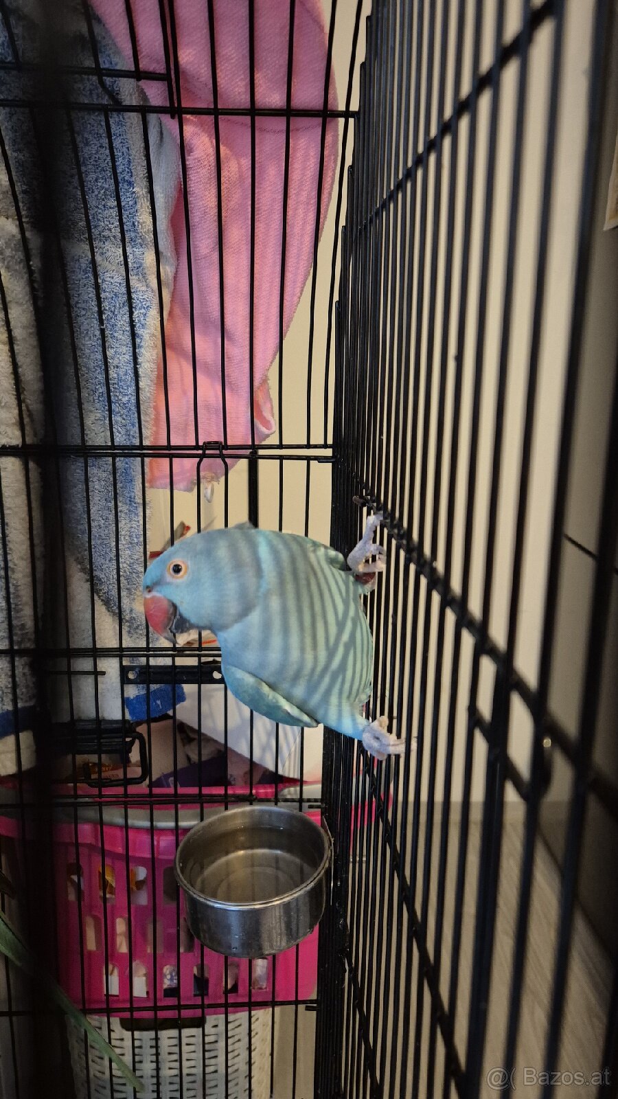 Halsbandsittiche - 2