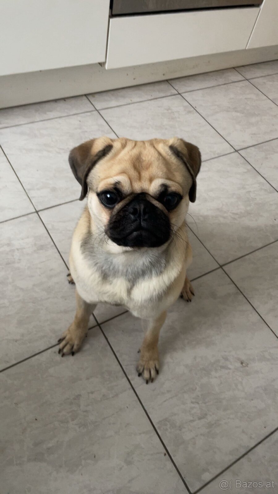 Mops Rüde - 2