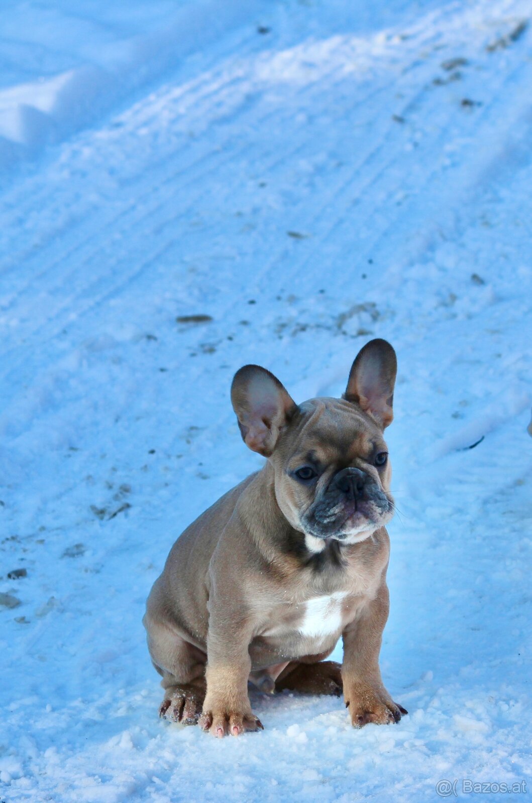 Französische Bulldogge mit Stammbaum - 2