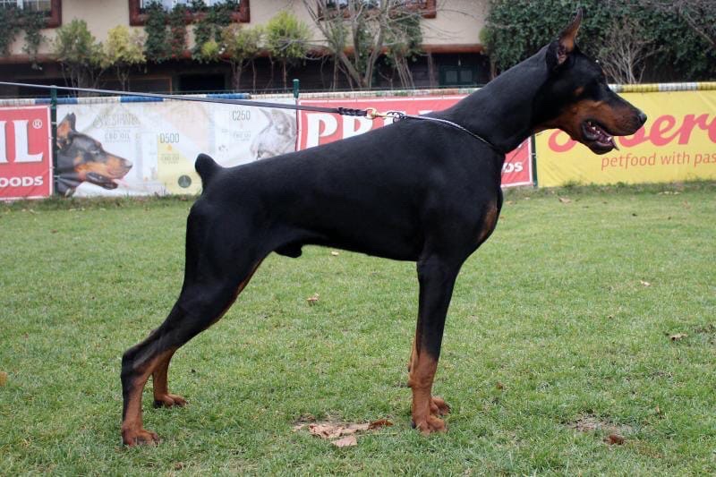 BLAUE DOBERMANN-WELPEN MIT FCI-PAPIEREN - 2