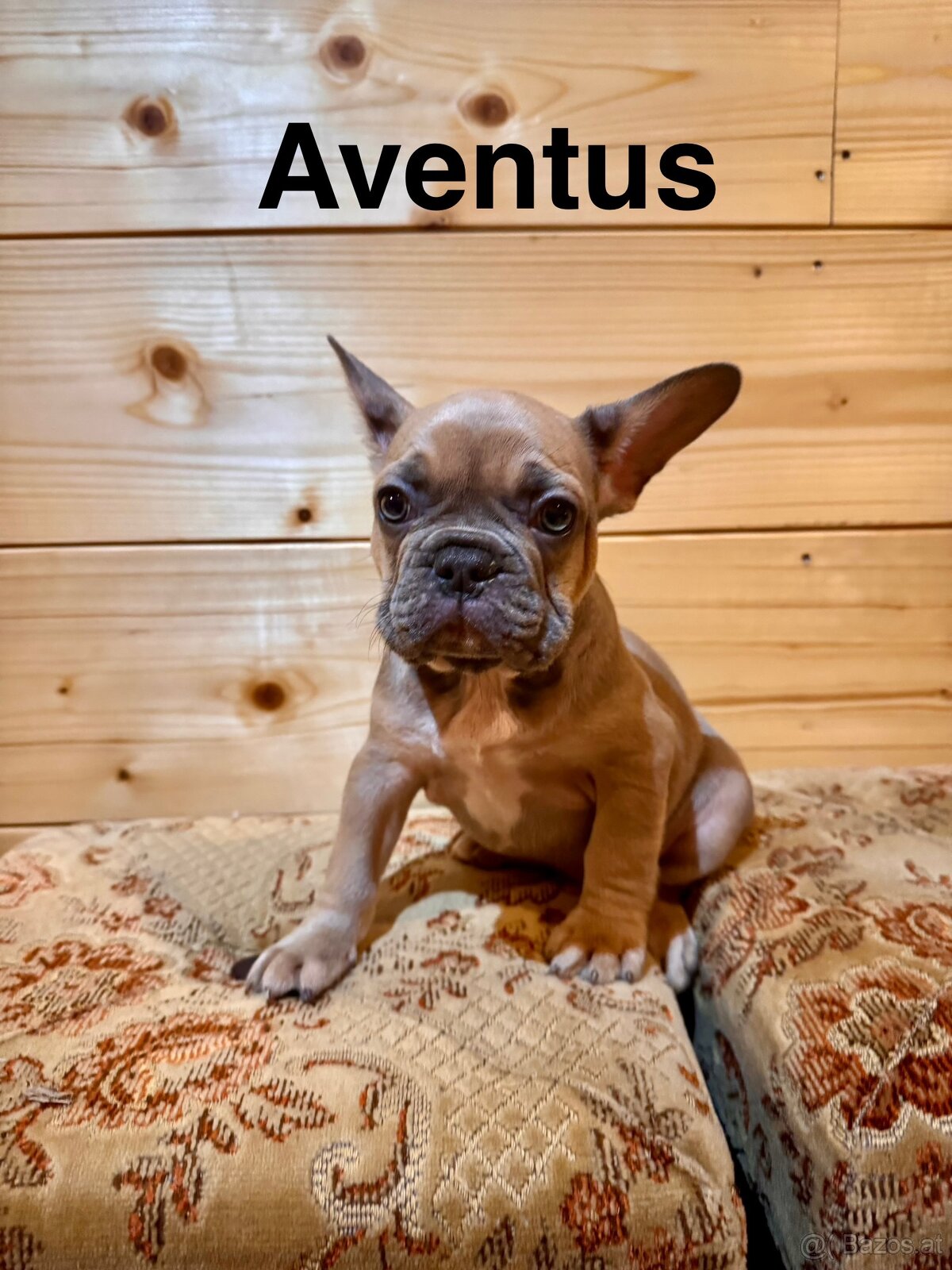 Französischen Bulldoggen - 2