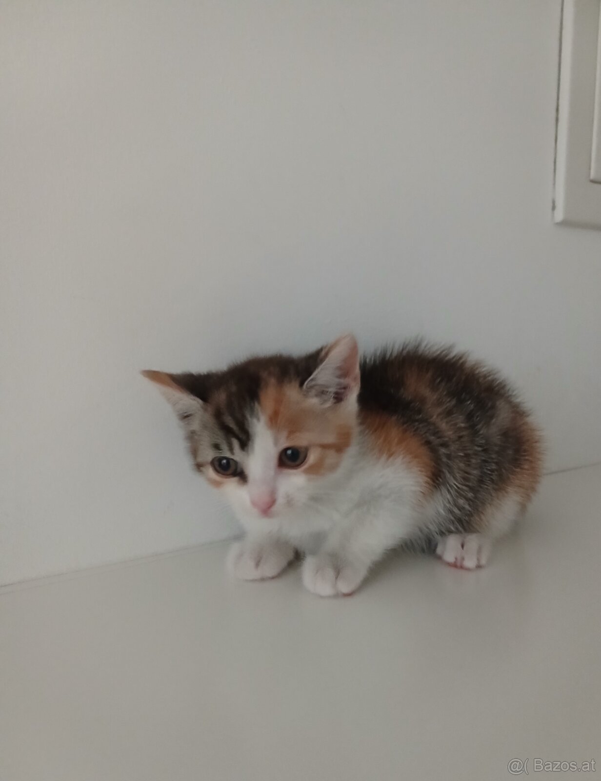 Babykatze - 2