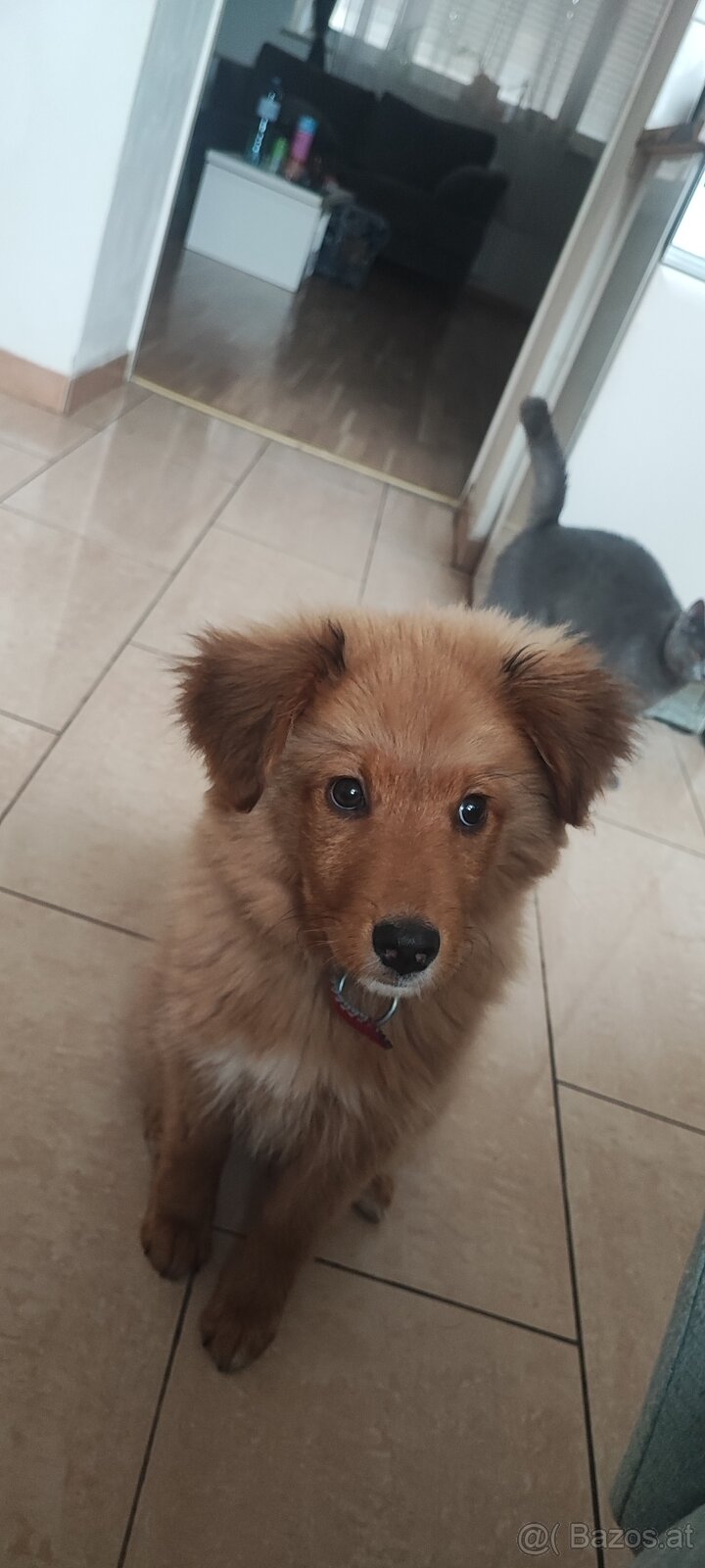 Junger Welpe sucht ein friedliches Zuhause - 2