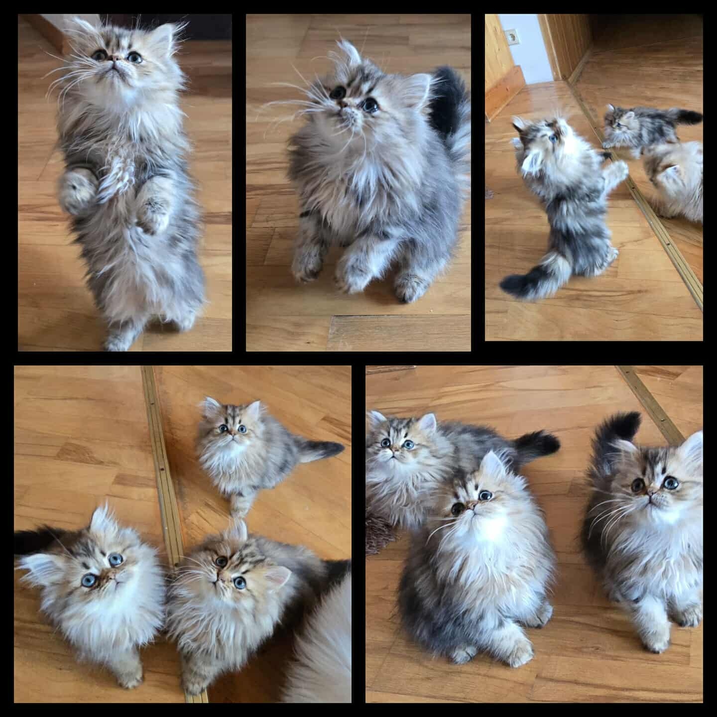 Reinrassige Perserkatzen - 2