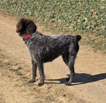 Böhmisch Rauhbart/Bohemian Wirehaired Pointing Griffon Welpe - 2