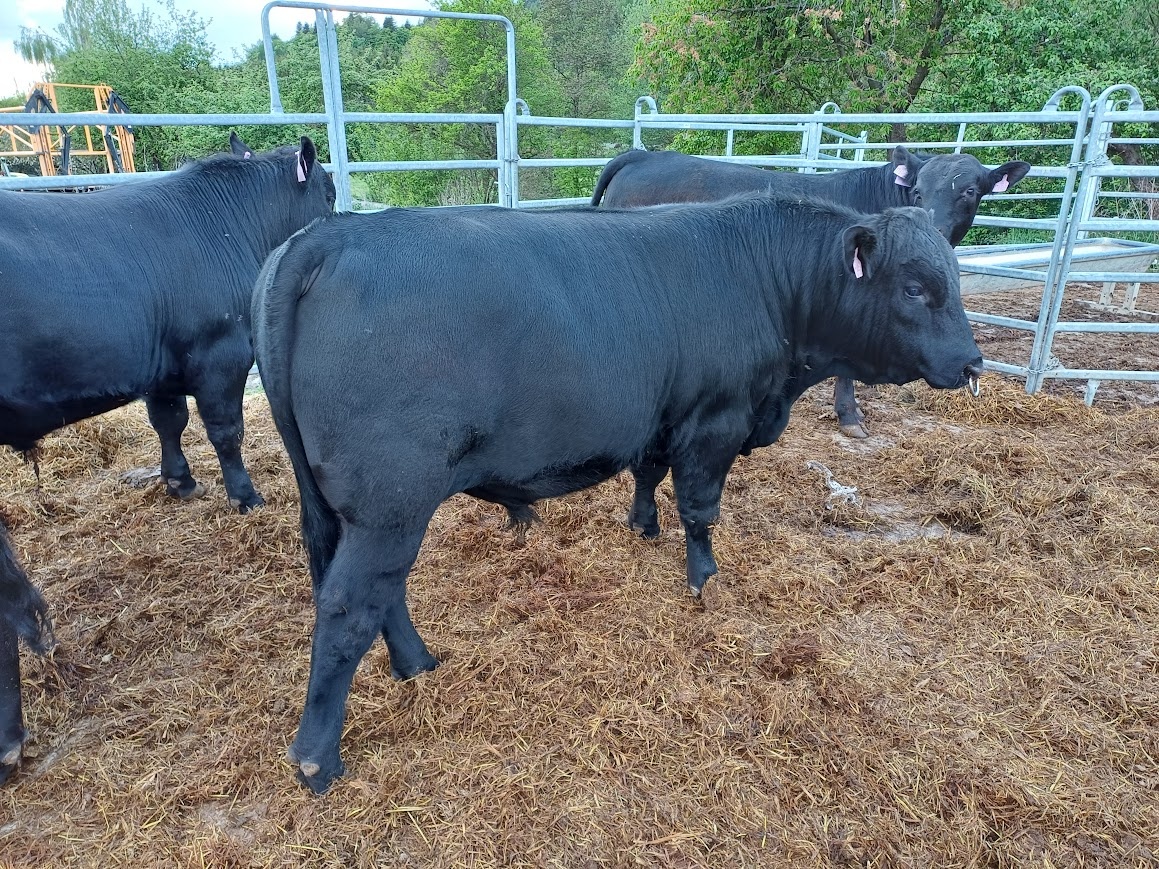 plemenný býk Aberdeen Angus - 2