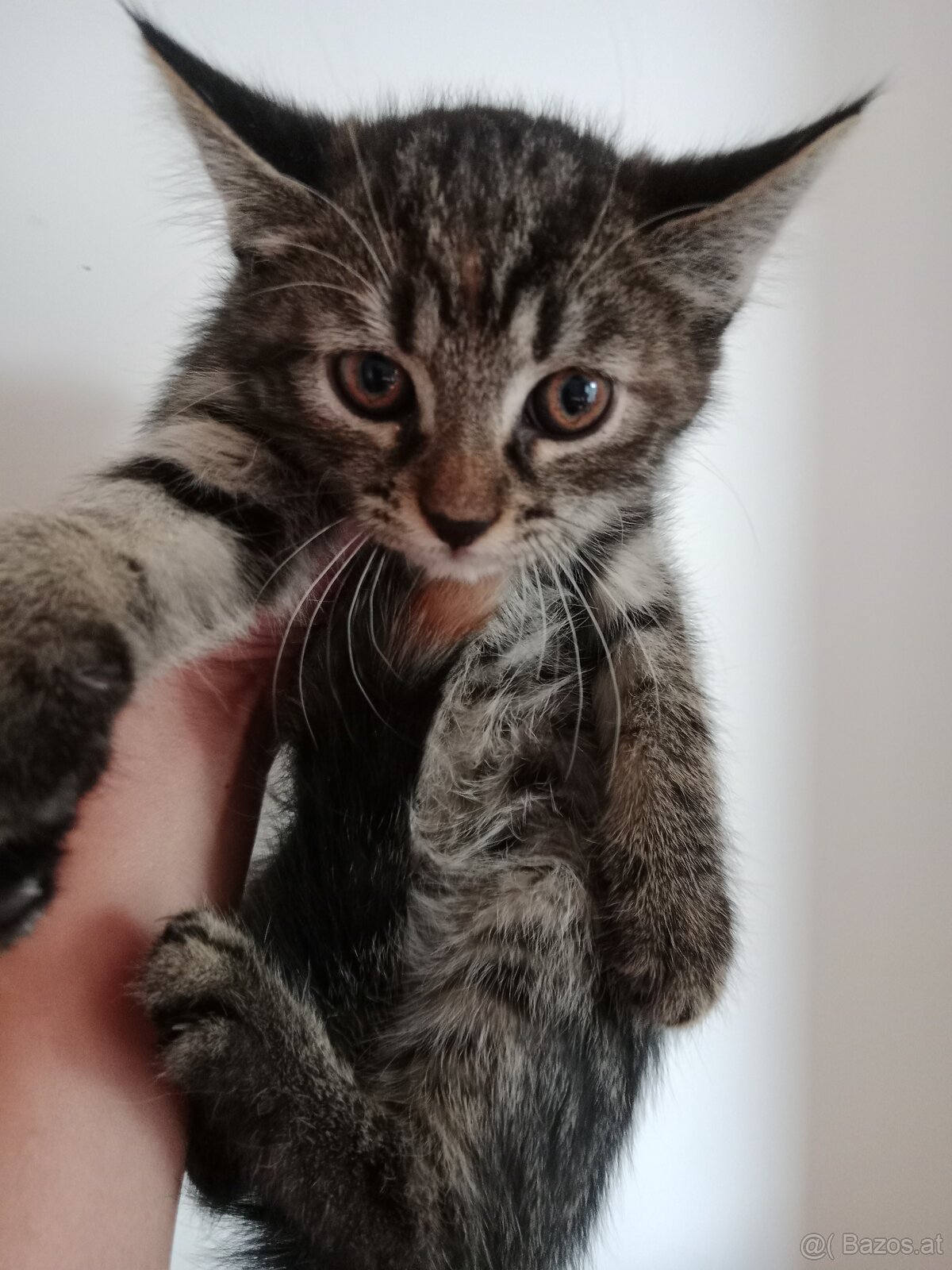 Beby Katze - 2