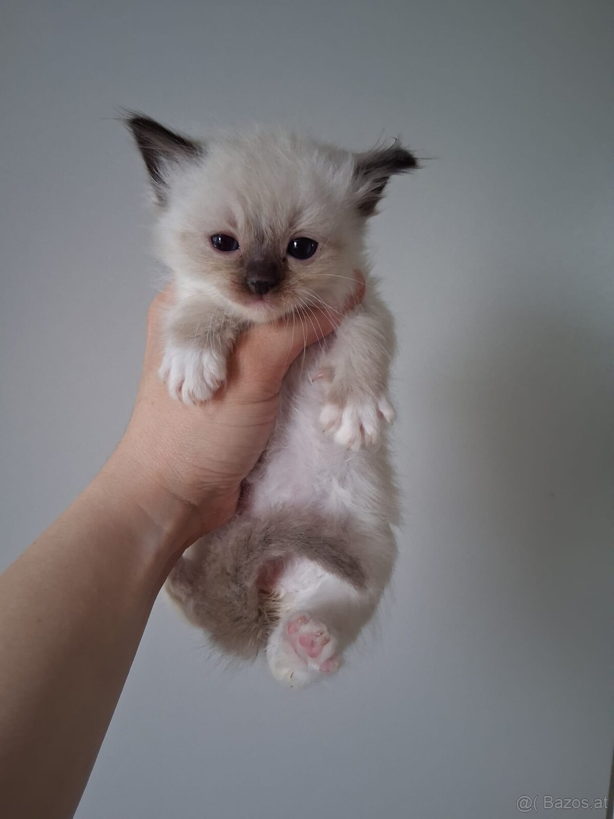 Ragdoll kitten - 2