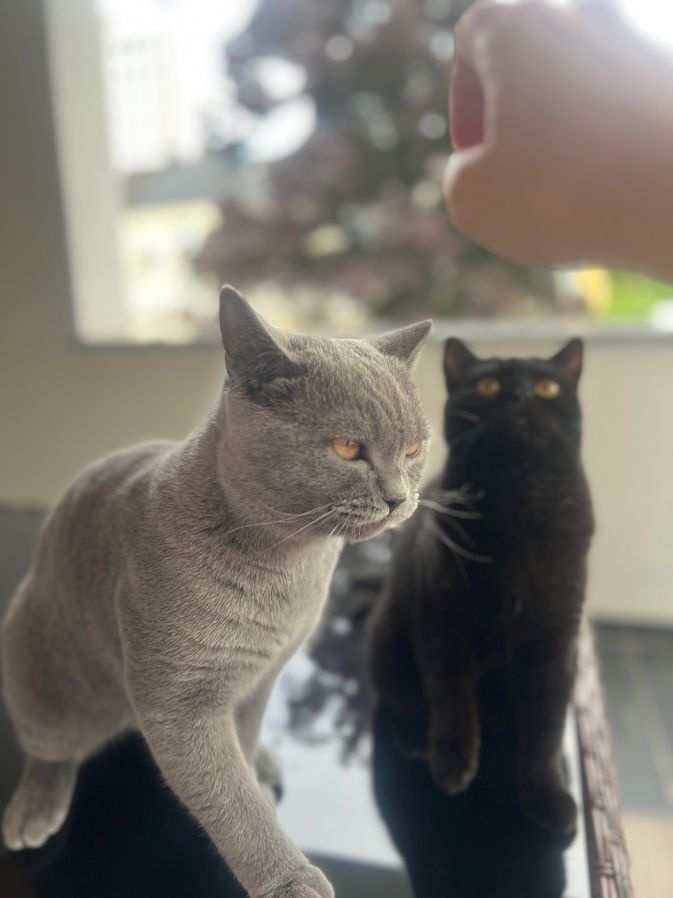 2 Britisch Kurzhaar Blue und Darkchocolate - 2