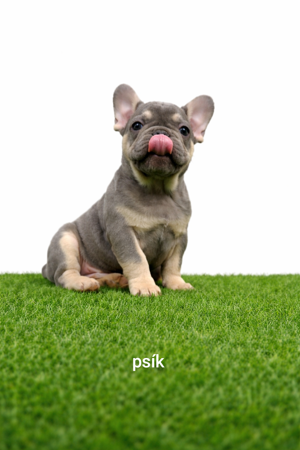 Französischen Bulldog - 2