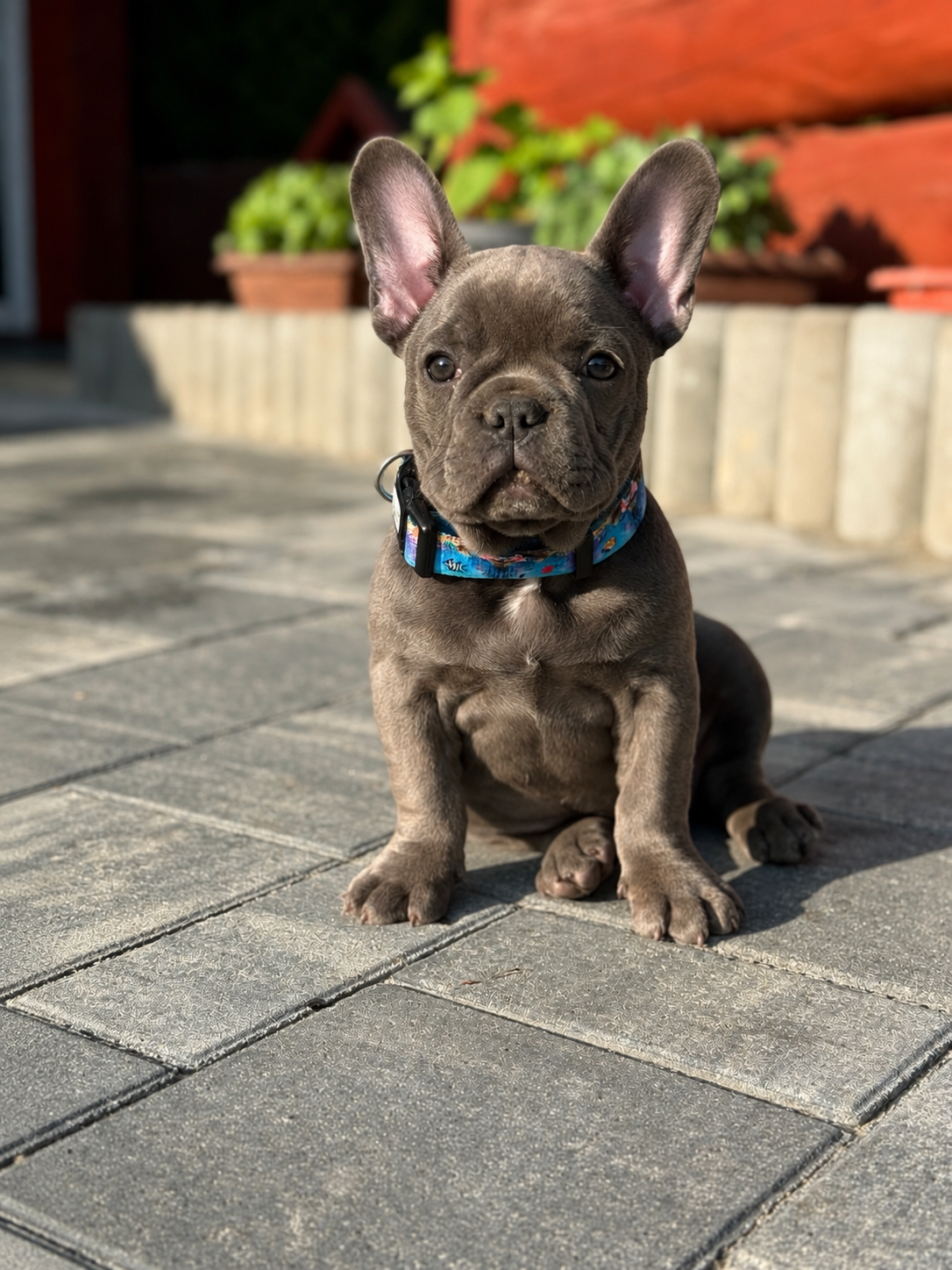Französischen Buldogge Hündin mit Stammbaum - 2