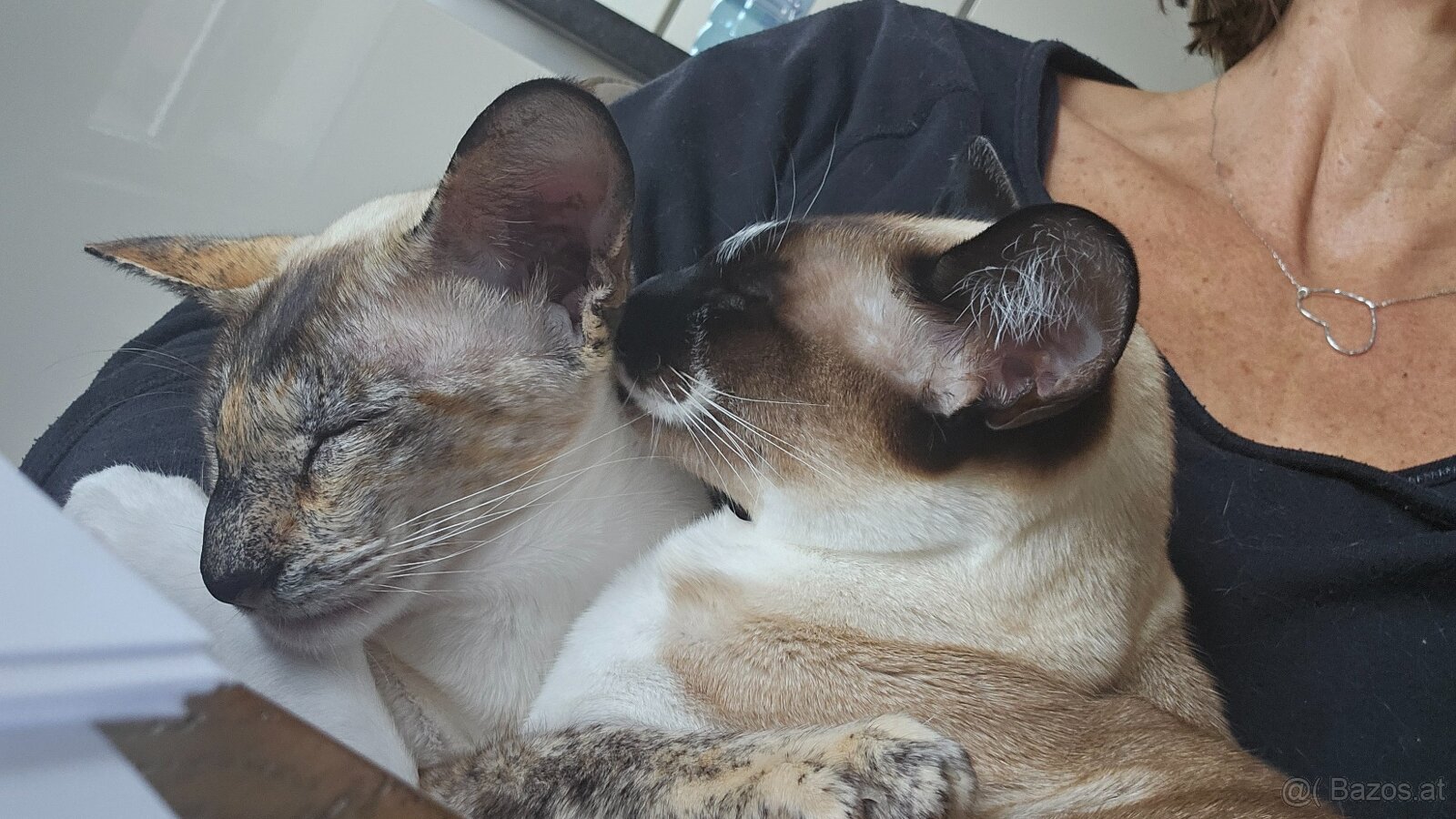 Dringend Platz gesucht - 2