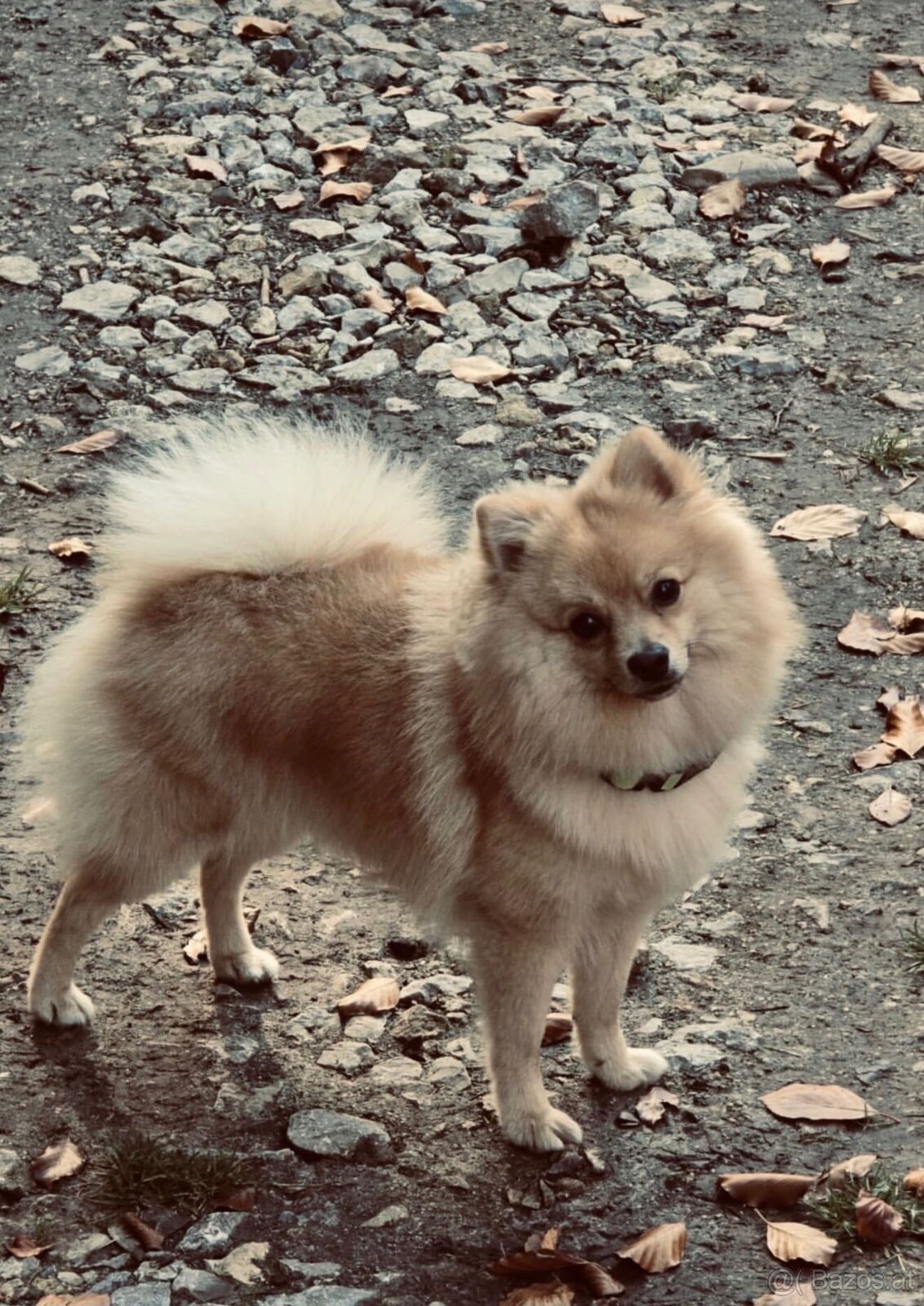 Pomeranian - 2