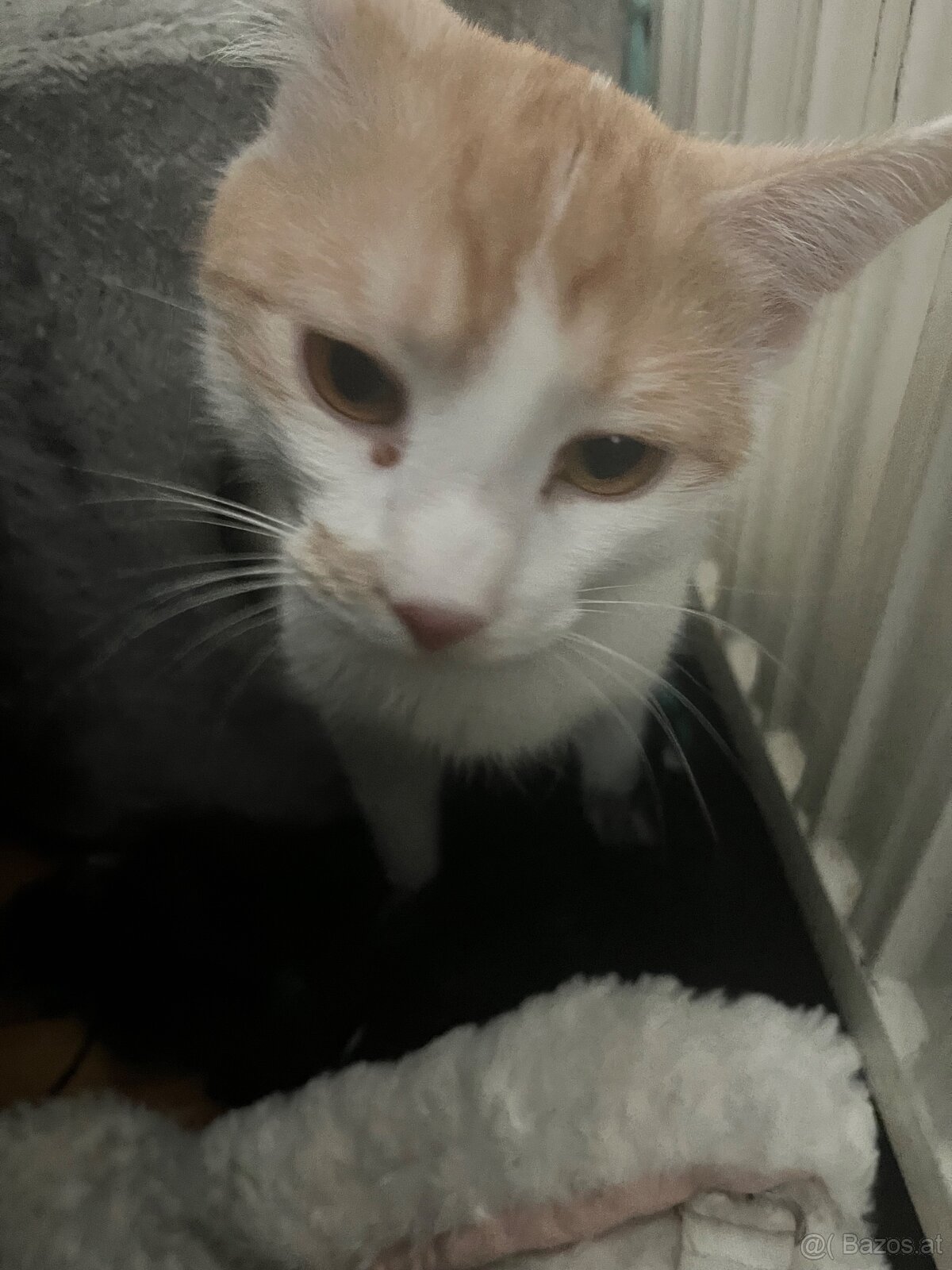 Kater 1 Jahr - 2