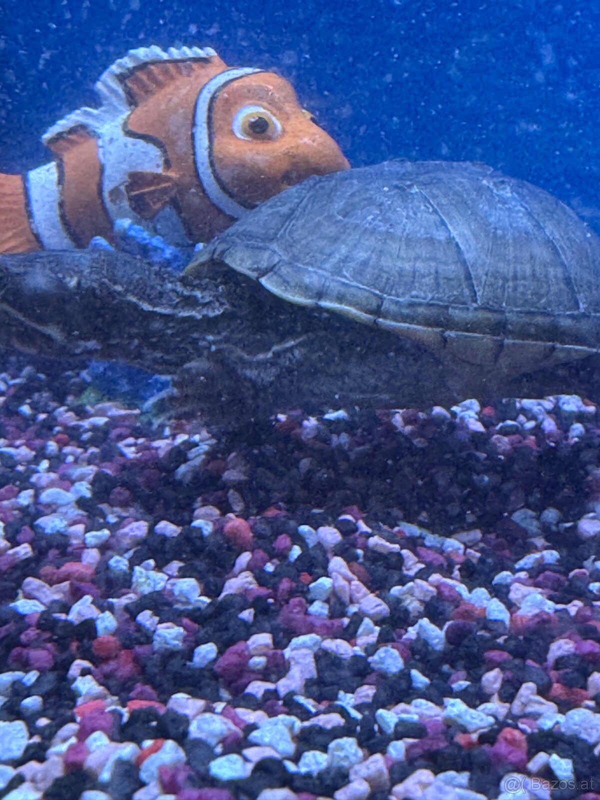 Moschusschildkröten - 2