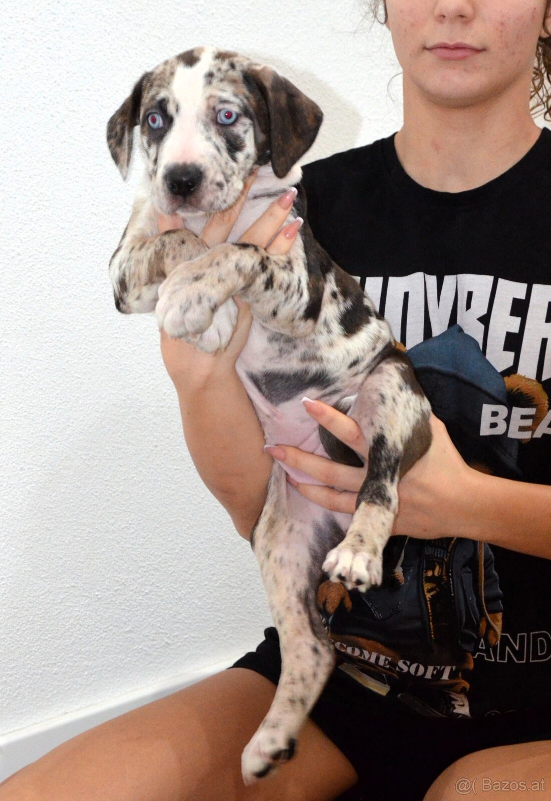 Louisiana Leopard Dog mit Stammbaum - 2